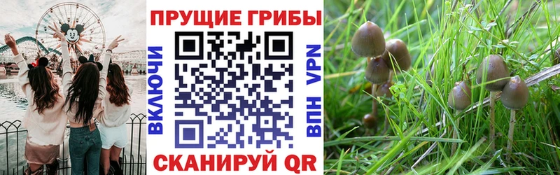 omg ссылка  цена наркотик  Крымск  Галлюциногенные грибы Magic Shrooms 